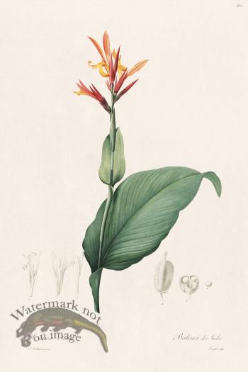 Les Liliacees Redoute 201